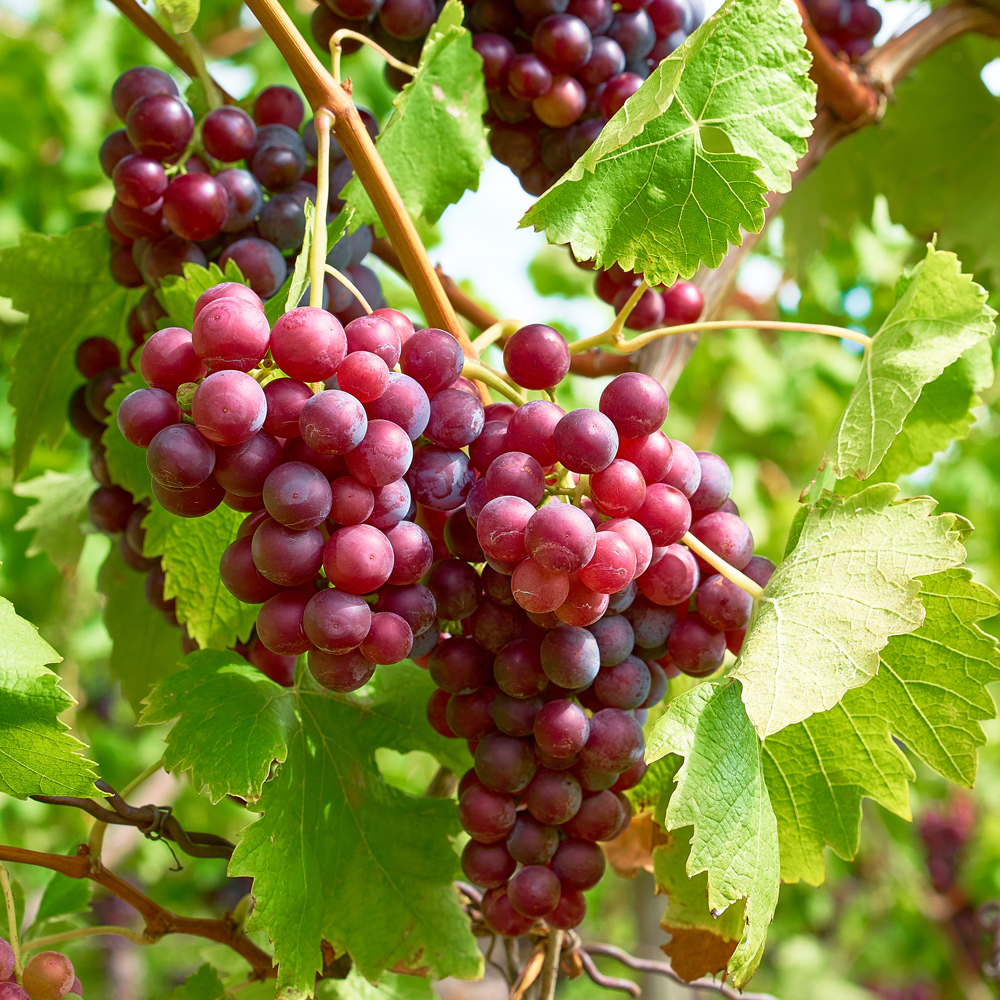 Fruits